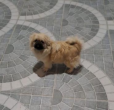 İtlər: Pekines, 1 il -da lalafo.az — 8 İtlər: Pekines, 1 il — 8
