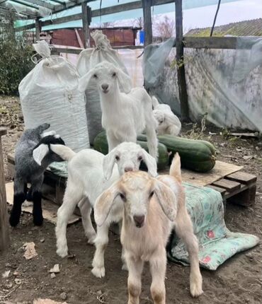 Keçi, çəpiş: Salam ZANEN KECİLƏRİMİZ SATİŞDA İCLƏRİNDƏ ALPENDE VAR ONLARIN QİYMƏTİ — 9