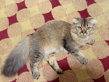 стрижка кошек с выездом на дом: Порода: шотландская вислоухая (Scottish Fold), длинношёрстная. Окрас