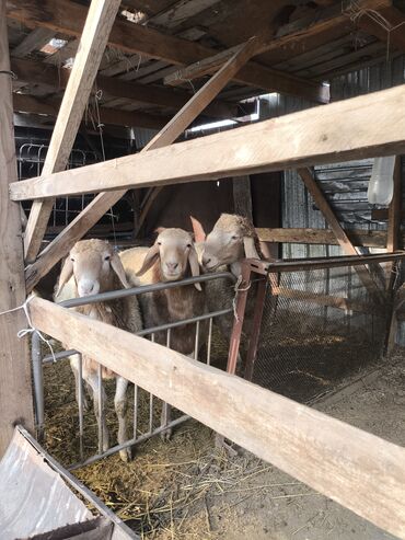 Баран, овца: Продаю 4 кочкорика at lalafo.kg — 4 Баран, овца: Продаю 4 кочкорика — 4