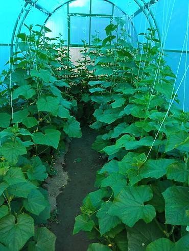 комод с лампочками: Теплицанын капкасы сатылат. Размери, узуну 4,30. туурасы 2.30. бийиги — 2