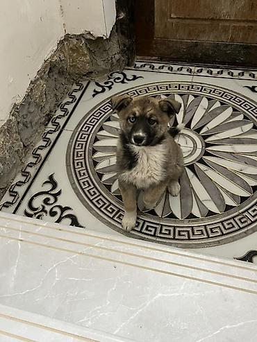 zvanok iti satilir: Akita-inu, 3 ay, Dişi, Ünvandan götürmə — 1