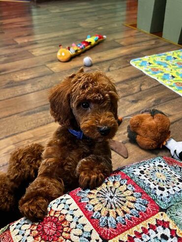 Psi: Nasa odgajivacnica se nalazi u Indjiji i bavimo se uzgojom pasa 15 — 8