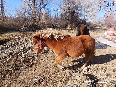 Лошади, кони: Продаю | Кобыла (самка) | Конный спорт | Племенные — 10