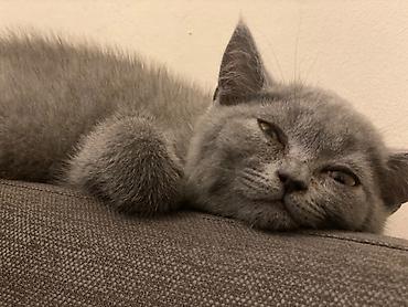 Pişiklər: Britan, Dişi — 10