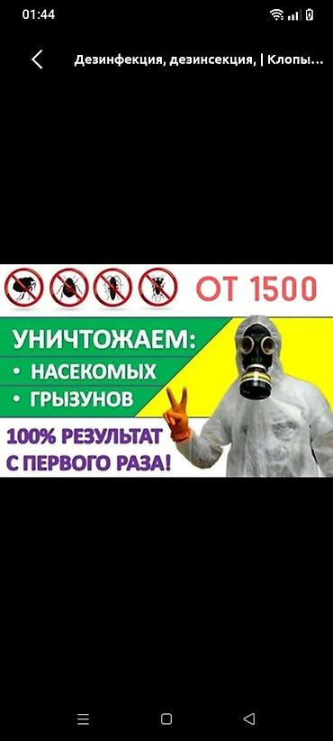 Дезинфекция, дезинсекция, | Клопы, | Квартиры at lalafo.kg Дезинфекция, дезинсекция, | Клопы, | Квартиры