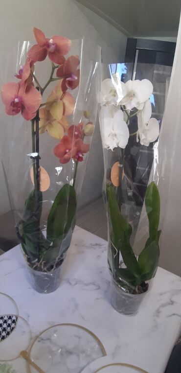 комнатные растения лимон: Сортовые орхидеи в наличии.Белый биг лип,сорф оф сонг,лимон и т.д