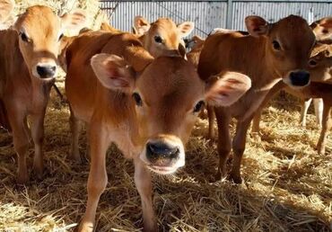 продажа домашних животных: Сатам | Уй (ургаачы), Бука (эркек), Кунаажын | Ангус, Герефорд, Голштин | Бордоп семиртүү үчүн, Союуга, Көбөйтүү үчүн