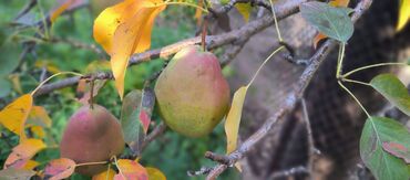 Продажа участков: 10 соток — 10