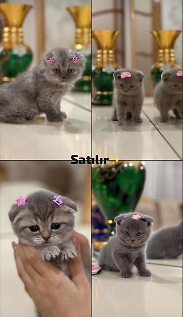 Кошки: Шотландская вислоухая, Платная доставка — 1