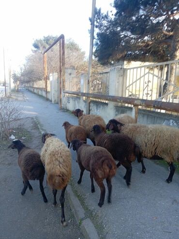 Qoyunlar, qoçlar: Qoyun sürüsü – yerli ətlik/yunlu istiqamət - Şəkillərdə müxtəlif — 1