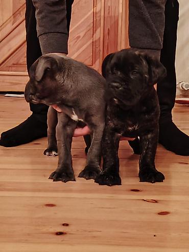 İtlər: Kane-Korso, 1 ay, Sənədli, Ünvandan götürmə, Pulsuz çatdırılma, Rayonlara çatdırılma — 7