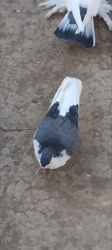 Göyərçinlər: 3 eded delfin 1 cütdür bala verir saglam heyvanlardir 3 ededi 45 manat — 6