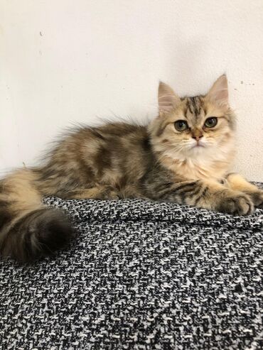 Pişiklər: Britan, Ünvandan götürmə -da lalafo.az — 9 Pişiklər: Britan, Ünvandan götürmə — 9