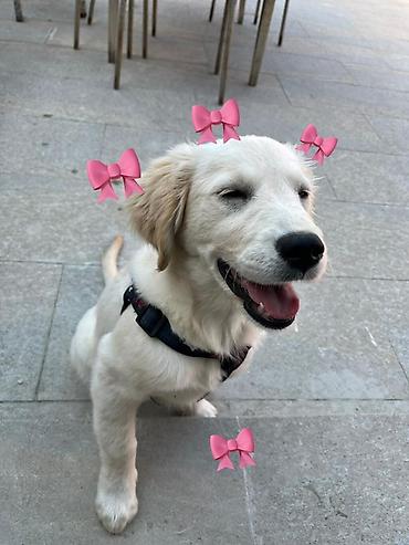 itler pulsuz: Retriever, 8 ay, Dişi — 7
