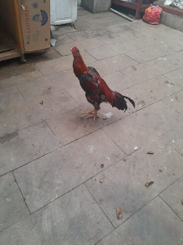 Xoruzlar: Xoruz, Heyratı, il: 1, Ödənişli çatdırılma — 13