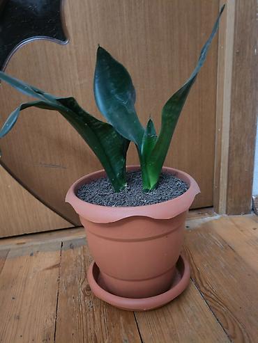kok: Sansevieria gülü - Növ: Sansevieria trifasciata (Qaynanadili) - — 3