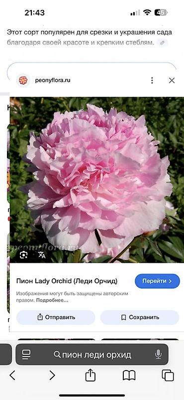 Пион: Пионы травянистые — сортовые делёнки/посадочный материал. - Сорта на — 3