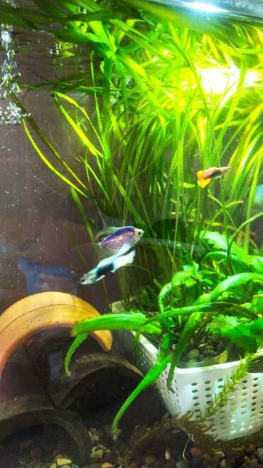 Balıqlar: Quppi, Sülhsevər — 9