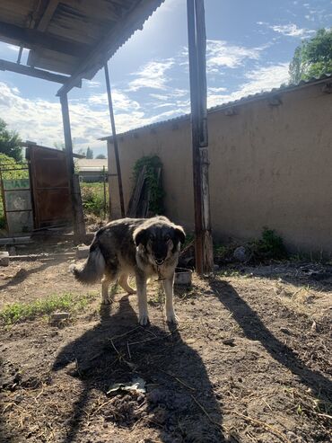 Собаки: Прадаются сабака адрес город Кара-Балта село фёдоровка