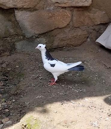 Göyərçinlər: 2 side erkeydi 12 14 tukduler — 8