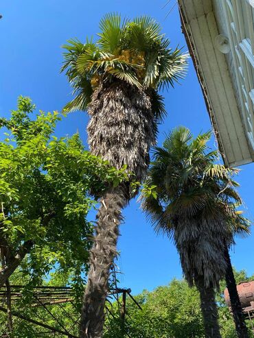 Palma: 3 ədəd 10-12 metrlik palma ağacları satılır . Ciddi şəxslər müraciət