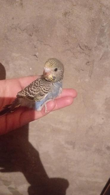 Tutuquşları: Məhsul: Dalğalı tutuquşu (bazarık/parakeet) cütü Təsvir: - Rənglər — 8