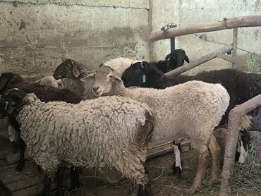 Бараны, овцы: Продаю | Овца (самка), Ягненок, Баран (самец) | Гиссарская, Полукровка, Меринос | На забой, Для разведения | Племенные, Кастрированные, Осеменитель — 7