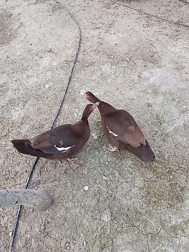 K/t heyvanları və malları: Dişi, | Lal ördək, Damazlıq, Ünvandan götürmə, Ödənişli çatdırılma — 5