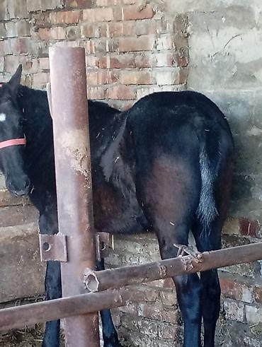 Лошади, кони: Продаю | Жеребенок | Для разведения | Племенные — 2