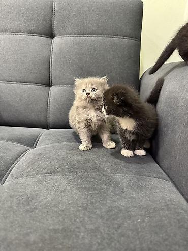 Продажа кошек: Продаю котят Шотландская вислоухая.Котята здоровые,живые,очень — 11