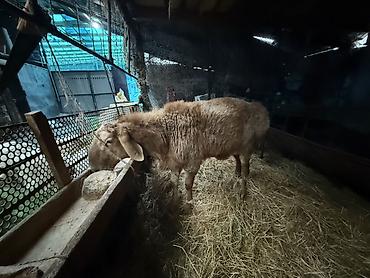 Баран, овца: Продаю | Баран (самец) | Для разведения | Осеменитель — 3