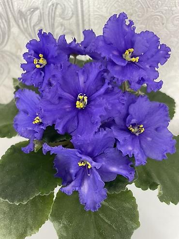 Фиалки и глоксинии: Фиалочки!!! Продам: 1. Укорененные черенки стандартных сортовых — 29