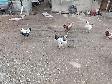 Куры, петухи: Продаю | Петух | Для разведения — 1