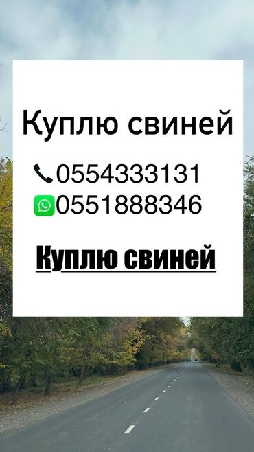 купить домик для кошки недорого: Продаю | Свинья (самка)