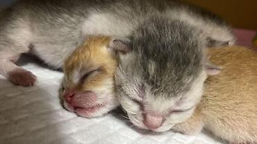 Pişiklər: Şinşilla, Erkək, Cütləşmə üçün — 10