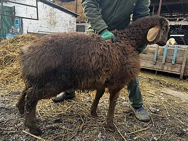 Баран, овца: Продаю | Овца (самка) | Для разведения | Ярка — 12