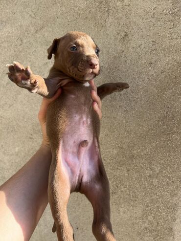 çoban iti: Pitbul, 1 ay, Erkek, Ünvandan götürmə
