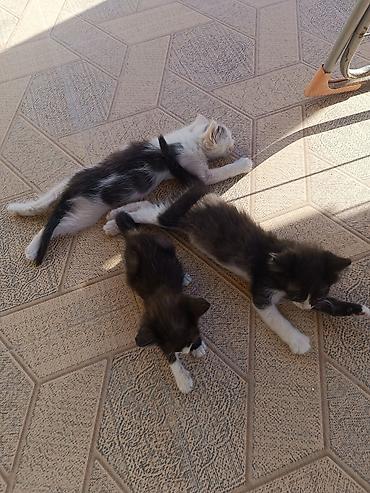 отдам котят: Самец, Самка, В добрые руки, Самовывоз, Бесплатная доставка — 9
