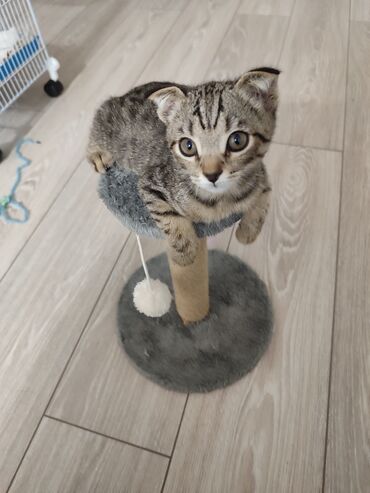 шотландские кошки цена: Кошка даром: Скотиш Фолд (Шотландская вислоухая), 3 месяца, Мальчик, Приучена к лотку, Проглистована