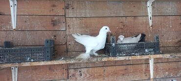 Göyərçinlər: Satılır: bəzək göyərçinləri dəsti - Növ: bəzək və uçuş üçün saxlanan — 10