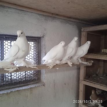Продаю белых голубей,некоторые с чуть помаркой видно в крови были