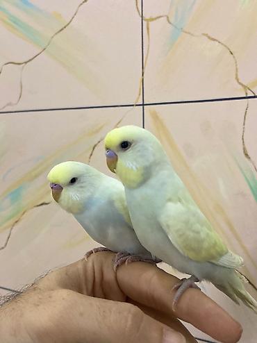laçın quşu: 1 cüt rainbow əl quşu 65m.Evdə uçmağı,əldə oynamağı sevirlər.Qəfəsi — 1