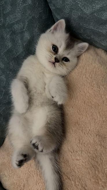 Кошки: Шотландская вислоухая — 5