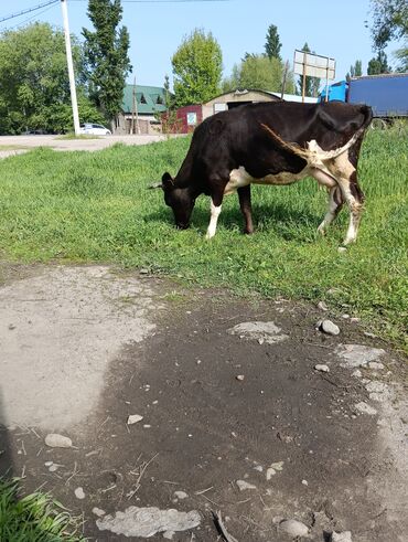 Коровы, быки: Продаю | Корова (самка) | Якутская | Для молока | После отела