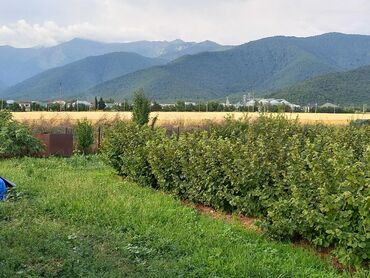 Torpaq sahələrinin satışı: 27 sot, Kənd təsərrüfatı, Mülkiyyətçi, Kupça (Çıxarış), Texniki pasport — 2