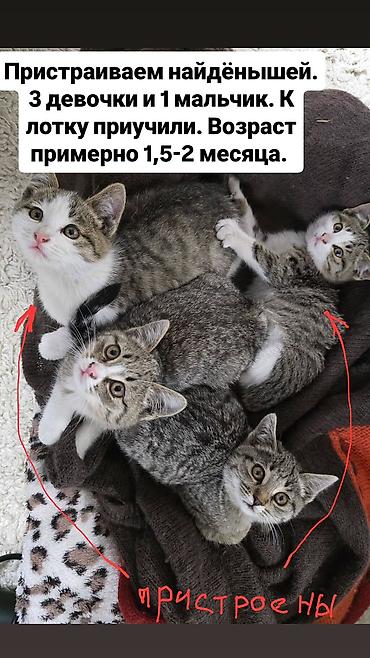 Животные: Отдам в хорошие заботливые руки. Осталось две девочки — 1