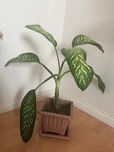pelarqoniya bitkisi: Dieffenbachia (Zebrina) otaq gülü - Bitki: Dieffenbachia – iri — 2