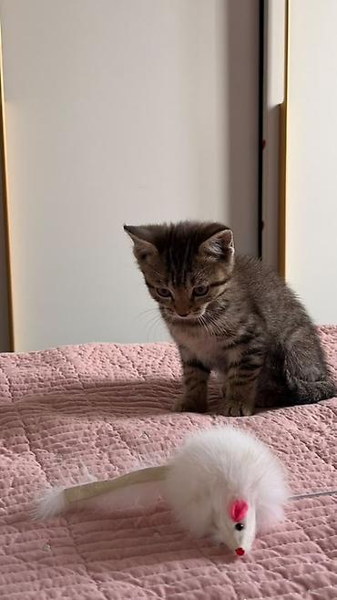 голубя: Котёнок тигрового окраса - Полосатый короткошёрстный котёнок с — 2