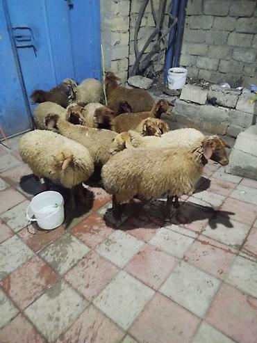 qoyun qiymetleri: Qoyun sürüsü – ət və damazlıq üçün - Növ: yerli quyruqlu/yağlı quyruq — 2